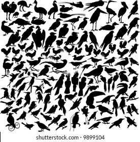 Big Set of  Birds Silhouettes in Different Poses. Almost Each Kind of Birds Represented in set. High Detail. Vector Illustration.