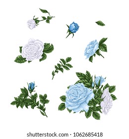 Big set of blue and white roses, bouquets, flowers and buds.