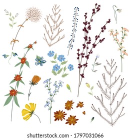 Gran conjunto de elementos florales de flor botánica. Ramas, hojas, hierbas, plantas silvestres, flores. Jardín, prado, hoja de colección de campos, follaje, ramas. Ilustración vectorial Bloom aislada en fondo blanco