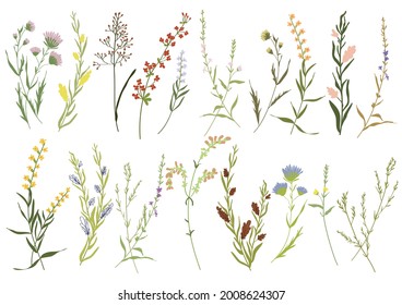 Big set botanic blossom floral elements. Branches, leaves, herbs, wild plants, flowers. Garden, meadow, field collection leaf, foliage, branches. Bloom vector illustration isolated on white background