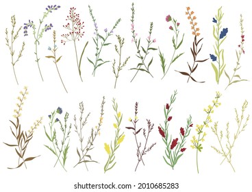 Big set botanic blossom floral elements. Branches, leaves, herbs, wild plants, flowers. Garden, meadow, feild collection leaf, foliage, branches. Bloom vector illustration isolated on white background