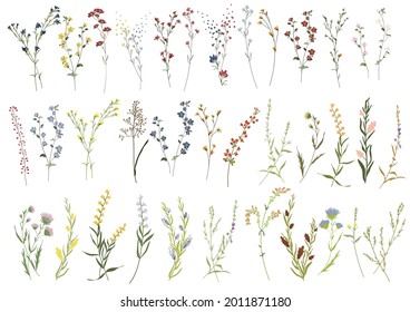 Big set botanic blossom floral elements. Branches, leaves, herbs, wild plants, flowers. Garden, meadow, field collection leaf, foliage, branches. Bloom vector illustration isolated on white background