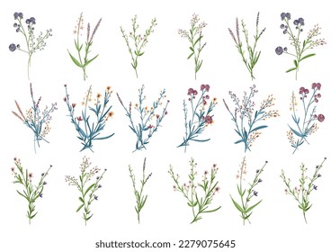 Big set botanic blossom floral elements. Branches, leaves, herbs, wild plants, flowers. Garden, meadow, field collection leaf, foliage, branches. Bloom bouquets vector illustration isolated on white