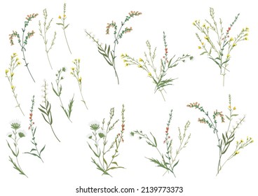 Big set botanic floral elements. Branches, leaves, foliage, herbs, flowers. Garden, field, meadow wild plants collected in bouquet collection. Colorful vector illustration isolated on white background