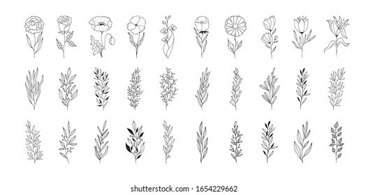 Big set of branches, herbs and flowers. Elegant floral elements for wedding. Vector isolated spring flourish borders.