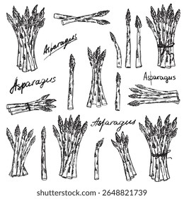 Big set with bundles and stalks of asparagus in black brush stroke texture isolated on white. Hand drawn vector sketch illustration in vintage charcoal ink. Healthy nutrition, fresh vegetable, diet