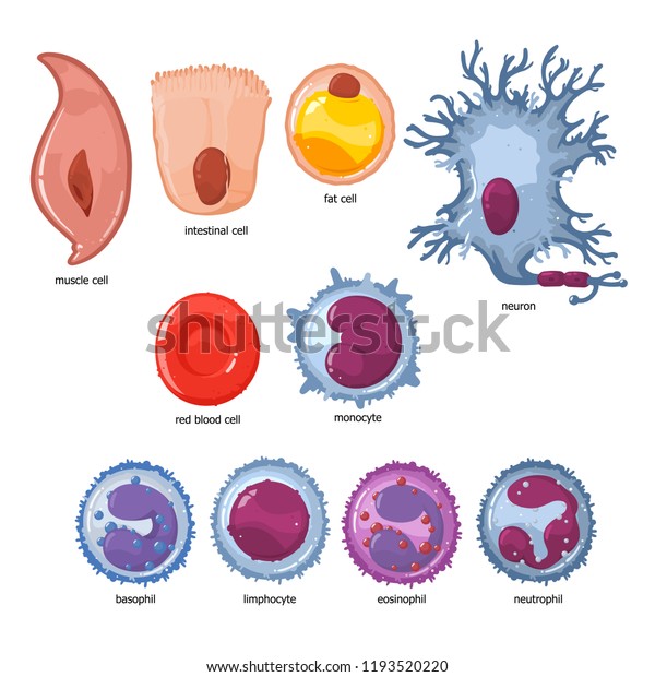 Big Set Cells Human Body On Stock Vector (Royalty Free) 1193520220