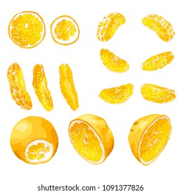 Big set with citrus fruit slices of different shapes such as circles, halves, 6 standart size slices and 3 long size bright slices. There are 14 elements made in realistic vector drawing style design