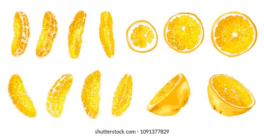 Big set with citrus fruit slices of different shapes such as circles, halves and long bright slices. There are 13 elements made in realistic vector drawing style design