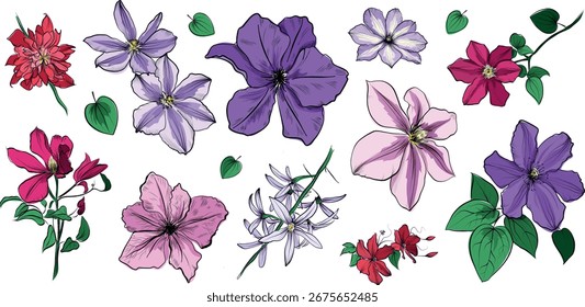 Big set of clematis flowers in pink red and purple colors vector