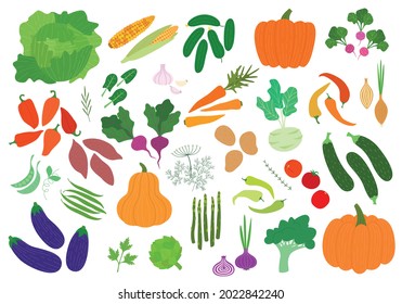 Big set of the clip art vegetables. Vector illustration of harvest