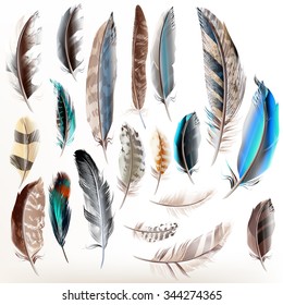 Big set or collection of detailed bird feathers in realistic style