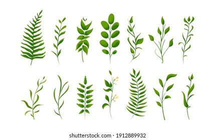 Big set collection of green forest fern, tropical green. Isolated Natural leaves. Pear, Apricot, Mulberry, Walnut, Plum