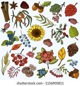 Big set of color hand drawing autumn leaves, berries, bumps, vector illustration