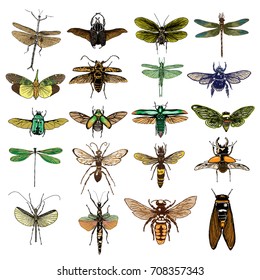 Big set of color insects, bugs, beetles, fly, bees, fleas. Many species in coloured vintage old hand drawn stippling and hatching, shading style. Engraved stipple woodcut. Vector.