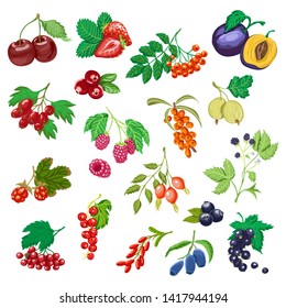 Big set of colored berries. Set of fresh fruits for your design