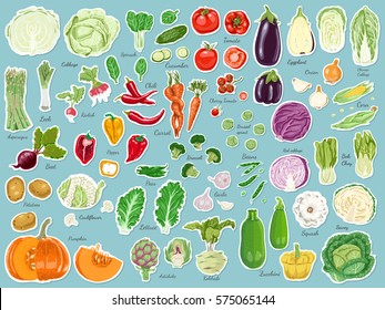 Big set of colored label vegetables. Vector illustration for your design