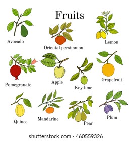 Big set of colorful fruit icons. Hand drawn vector illustration