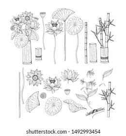 Big set of colorful and monochrome hand drawn doodle style flowers. Bamboo, lotus. Isolated on white background. Stock vector illustration.