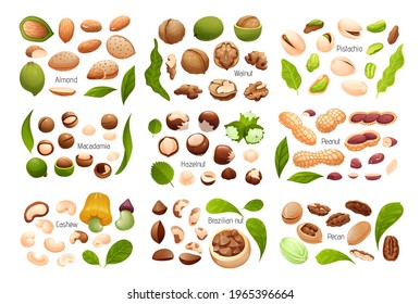 Big set of common nuts. Constructor for nut compositions includes different growing stages and leaves. Vector illustration of isolated objects in cute realistic cartoon style