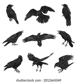 Big set of crows.Raven drawing high quality vector illustration.Flying raven.Halloween crow design