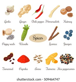 Big set of culinary spices. Isolated vector illustration. Poppy seeds, juniper, turmeric, mixed peppercorns, Horseradish, ginger, chili pepper, garlic, nutmeg, anise, licorice, wasabi, tamarind