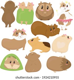 big set, cute funny guinea pigs of different colors stand, lie, sleep, cute home rodent, vector illustration in flat style