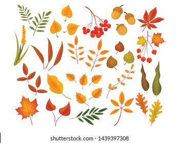 Big set of cute leaves from different kind of trees isolated. Set of colorful autumn leaves and berries. Realistic cartoon style. Vector illustration. Set of vector autumn colorful leaves. Autumn set