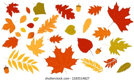 33,193 Big leaf maple Images, Stock Photos & Vectors | Shutterstock