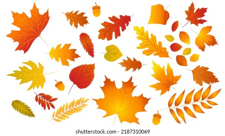 33,193 Big leaf maple Images, Stock Photos & Vectors | Shutterstock