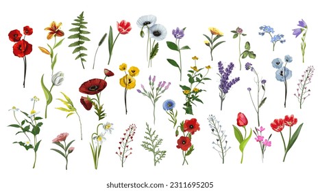 
Big set of decorative flowers and plants isolated on white background. Isolate on white background vector illustration.