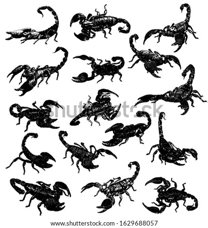big set desert tropic scorpions stickers collection