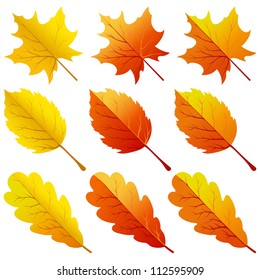 Big Set of Different Autumn  Leaves on White Background. Elegant Cute Design with Ideal Balanced Colors. Suitable For Creating Autumn Designs. Maple, Oak, Birch.  Vector illustration.