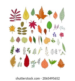 Gran conjunto con diferentes hojas de otoño. Ilustración vectorial de tracción manual para su diseño.