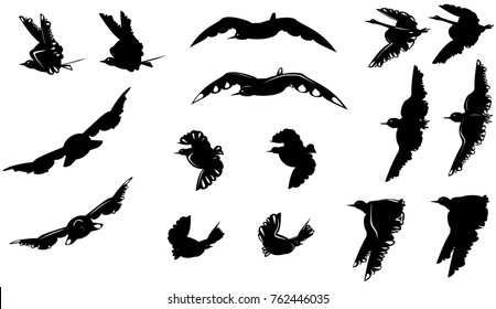 Big set of different black and white birds in flight picture vector elements