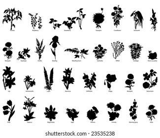 Big Set of Different Kind of Garden Plants and Flowers Silhouettes With Title of Name. High Detail, Very Smooth. Vector Illustration. 