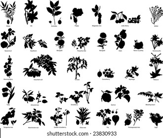Big Set of Different Kind of Garden and Wild Berries and Flowers Silhouettes With Title of Name. High Detail, Very Smooth. Vector Illustration.  