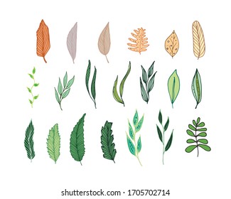 Big set of different kind of leaves with hand drawn, Floral sketch collection. Decorative elements for design.