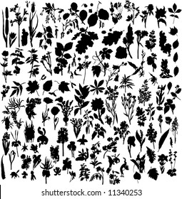 Big Set of Different Kind of Plants and Flowers Silhouettes. Almost Each Kind of Floras Represented in Set. High Detail, Very Smooth. Vector Illustration. 