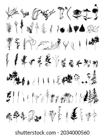 Big Set of Different Kind of Plants and Flowers Silhouettes. Almost Each Kind of Floras Represented in Set. High Detail, Very Smooth. Vector Illustration.