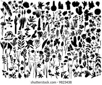 Big Set of Different Kind of Plants and Flowers Silhouettes. Almost Each Kind of Floras Represented in Set. High Detail, Very Smooth. Vector Illustration. 