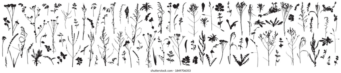 Gran conjunto de plantas, flores, hierbas. Silhouettes de plantas otoñales. Ilustración vectorial.