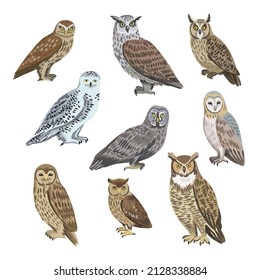 Big set of different species of owls, barn, polar, eagle, long-eared, little owl isolated on white background.