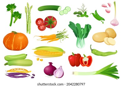 Big set of different vegetables in a realistic style. Fresh vegetables for healthy food. Vector illustration on white background