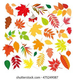 Big set of differrent beautiful colorful autumn leaves. Isolated design elements on white background. Vector illustration.