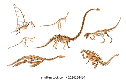 Big set of dinosaur skeletons. Archeology exhibition.Vector illustration