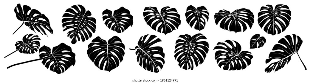 Big set of diverse silhouettes of monstera leaves. Isolated images on a white background. Vector clipart. 