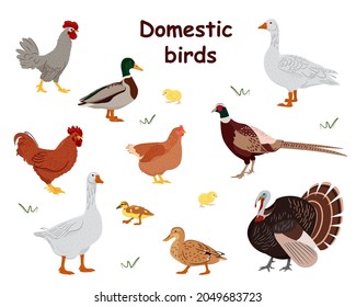 Big set of domestic birds. Country pet. Isolated character on a white background. Vector illustration in a flat style.