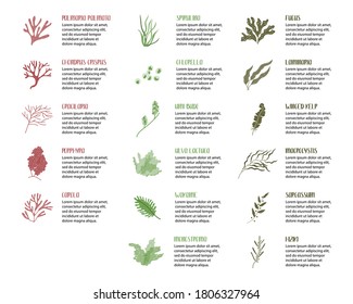 Big set of edible seaweeds. Brown, red and green algae. Sea vegetables. Vector flat cartoon illustration, isolated on white