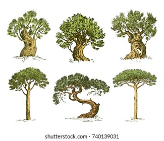 big set of engraved, hand drawn tree include pine, olive and cypress, fir forest isolated object.
